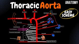 Arteries of the Thorax Thoracic Aorta EASY Scheme [upl. by Hirst]