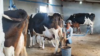 VEJA AS VACAS LEITEIRAS QUE BRUNO COMPROU NO PERNAMBUCO MUITO BOAS DE SÍTIO FORTUNA SÃO VICENTE PB [upl. by Ariet]