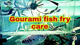 Gourami fish breeding ampfry care guide food and growth gourami fry care [upl. by Housum171]