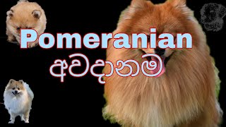 Pomeranian Risk  Pomeranian dog risk sinhala පොමරේනියන් අවදානම [upl. by Ecnaralc]