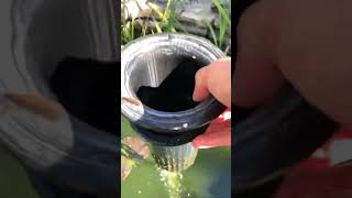 DIY floating skimmer for fish pond update [upl. by Tammi]