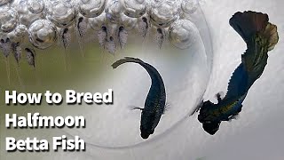 How to breed Betta Fish  Copper Halfmoon Betta Breeding  Fry to Adult [upl. by Annawek]