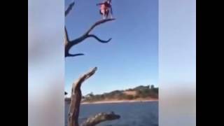 Guy Falls Out of Tree and Hits Every Branch on Way Down [upl. by Umeh]