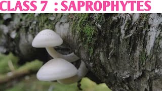 Saprophytes class 7 in hindi  How saprophytes derive their nutrition  DARSHAN CLASSES [upl. by Parks]