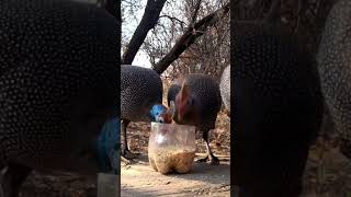 Birds squabbling over food birds wildlife nature [upl. by O'Conner668]