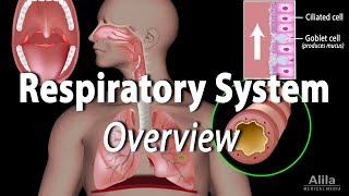 Overview of the Respiratory System Animation [upl. by Almeeta]