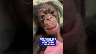 Baby chimpanzee welcomed to the Maryland Zoo family [upl. by Colburn]