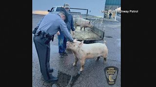 Ohio police chase down runaway pig [upl. by Aidahs118]