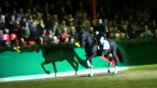 Tolegro  Stallion Show Bockmann  February 2014 [upl. by Furiya895]