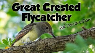 The Great Crested Flycatcher documentary food habitat behavior and more [upl. by Akkeber826]