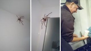 Couple Fails At Catching Huntsman Spider [upl. by Kempe]