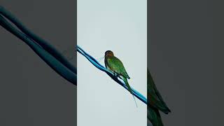 Beeeater vs Dragonfly birds beeeater [upl. by Sims]