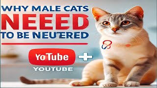 Why male cats need to be neutered  Benefits of neuteringSpaying cat [upl. by Waldemar]