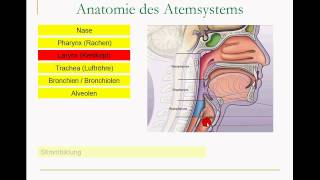 Atmungssystem [upl. by Atilegna388]