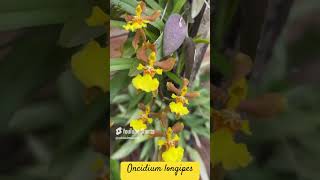 Oncidium longipes nativa no leque de madeira [upl. by Drahsir810]