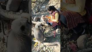 Langur maa beti with sakshi vlog [upl. by Ycram]