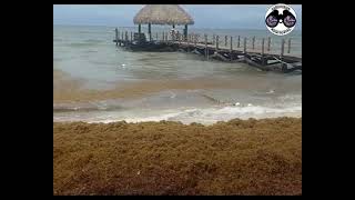 2023 Sargassum  Dominican Republic  Punta Cana  Jewel Palm beach [upl. by Neils990]