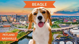 Beagle Breed Highlights [upl. by Lubeck]