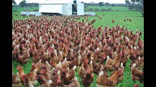 Amazing  Nearly 30 Thousand Chickens and Roosters All at Once out for feeding [upl. by Aracaj561]