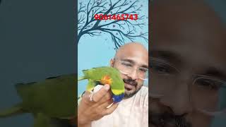 നല്ല രീതിയിൽ സംസാരിക്കുന്ന ഇണങ്ങിയ തത്ത swainson lorikeet parrot tamed tamedparrot [upl. by Euqinotna842]