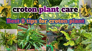 How to care croton plant5 tips for this colourful plantnaturalenvironment331 [upl. by Akinhoj]