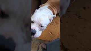 Crazy girl puppy bulldogfamily bulldog ambulldog zoomies happypuppy crazydogvideos cutedog [upl. by Aserej]