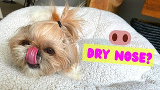 Shih Tzu puppy had a dry nose What did we do Dog nose care tips [upl. by Earissed]