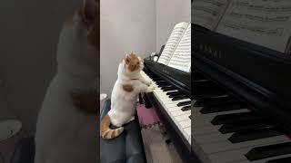 I woke up and saw a kitten playing the piano The cat played the piano seriously This cat has s [upl. by Gnehs641]