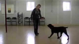 How to begin ecollar conditioning with your dog [upl. by Gombosi]