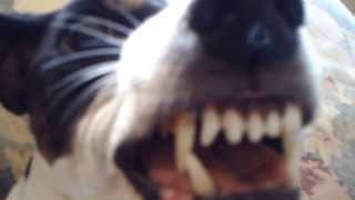 quotMUST SEEquot angry dog growl FUNNY [upl. by Wash]