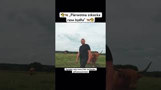 👨‍🌾🐂 „Pierwotna szkocka rasa bydła” 🐂👨‍🌾 rolnictwo rolnik byk natura mięso krowy [upl. by Shu]