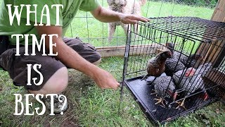 Whens the Best Time to Introduce new Chickens to your Flock [upl. by Herra]