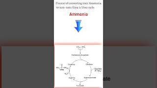 🌟Urea cycle Biochemistry 🌟 Urea cycle kya hai nursingstudent nursing shortsfeed biology [upl. by Dnomad]