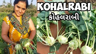 KOHALRABI  kohalrabi farming  knol khol  Coming soon kohalrabi salad  recipe in gujarati  આલકું [upl. by Lodovico]