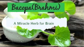 The Incredible Benefits of Brahmi  The Miracle Herb for Brain Health  Bacopa Monnieri  Brahmi [upl. by Truitt]