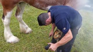 Farrier Shoeing Clydesdale Horse Alyth Show Perthshire Scotland [upl. by Cassil]