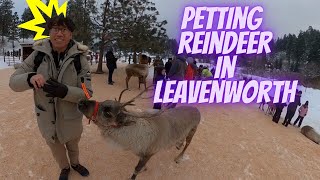 Experience Enchanting Holidays in Leavenworth A December Delight at the Reindeer Farm [upl. by Nitsir699]