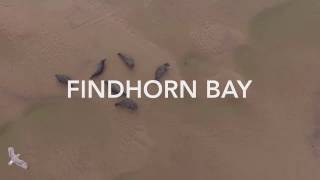 Seals at Findhorn Bay Scotland  drone footage [upl. by Bing]