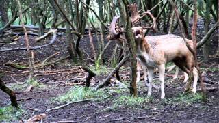 Burlende damherten Burling fallow deer [upl. by Etnom529]