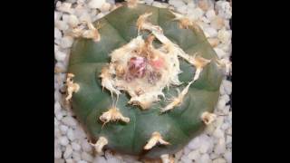 Lophophora williamsii Peyote Peyotl [upl. by Seely]