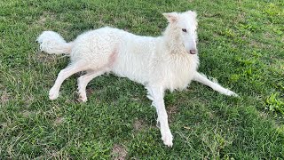 Lily the Borzoi  Discussion About the Quality of Today’s… [upl. by Aeila370]