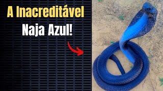 A inacreditável Cobra Naja Azul [upl. by Rotciv667]