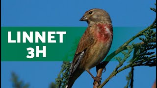 Song of the LINNET  Linnet Singing 3 HOURS [upl. by Violante]