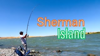 Sherman island was WILD today shorts shortvideo youtube fishing fish reels life thailand [upl. by Yesdnil954]