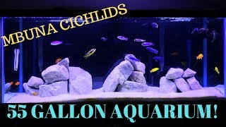 55 Gallon Aquarium  African Cichlids Mbuna Tank [upl. by Skye579]