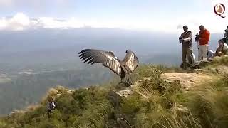 Jatayu  still there Ramayana Jatayu Jai shree Ram SUBSCRIBE CHANNEL FOR MORE VIDEOS [upl. by Ardelle]