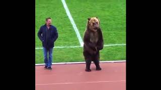 Oso entrega el balón en un partido en Rusia [upl. by Ardnik999]