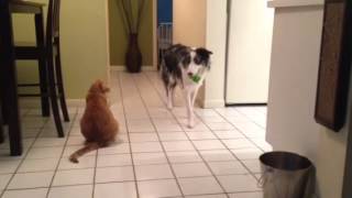 Cat vs Border Collie [upl. by Mushro]