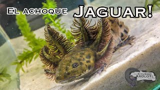 El Ajolote Jaguar Ambystoma Andersoni [upl. by Bailey]