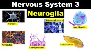 Nervous system 3  Neuroglia  Glial cells  Astrocytes  Oligodendrocytes  Microglia  Ependyma [upl. by Oag]